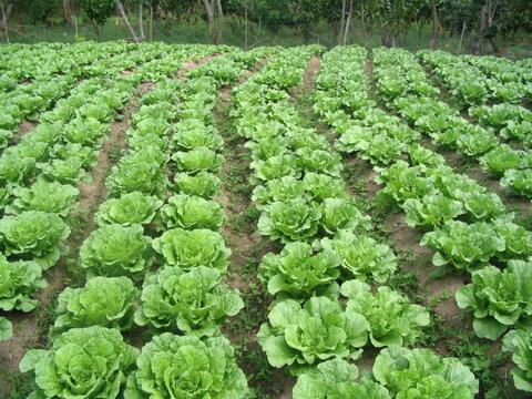 Kebun Kol2