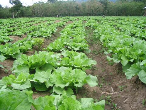 Kebun Kol1